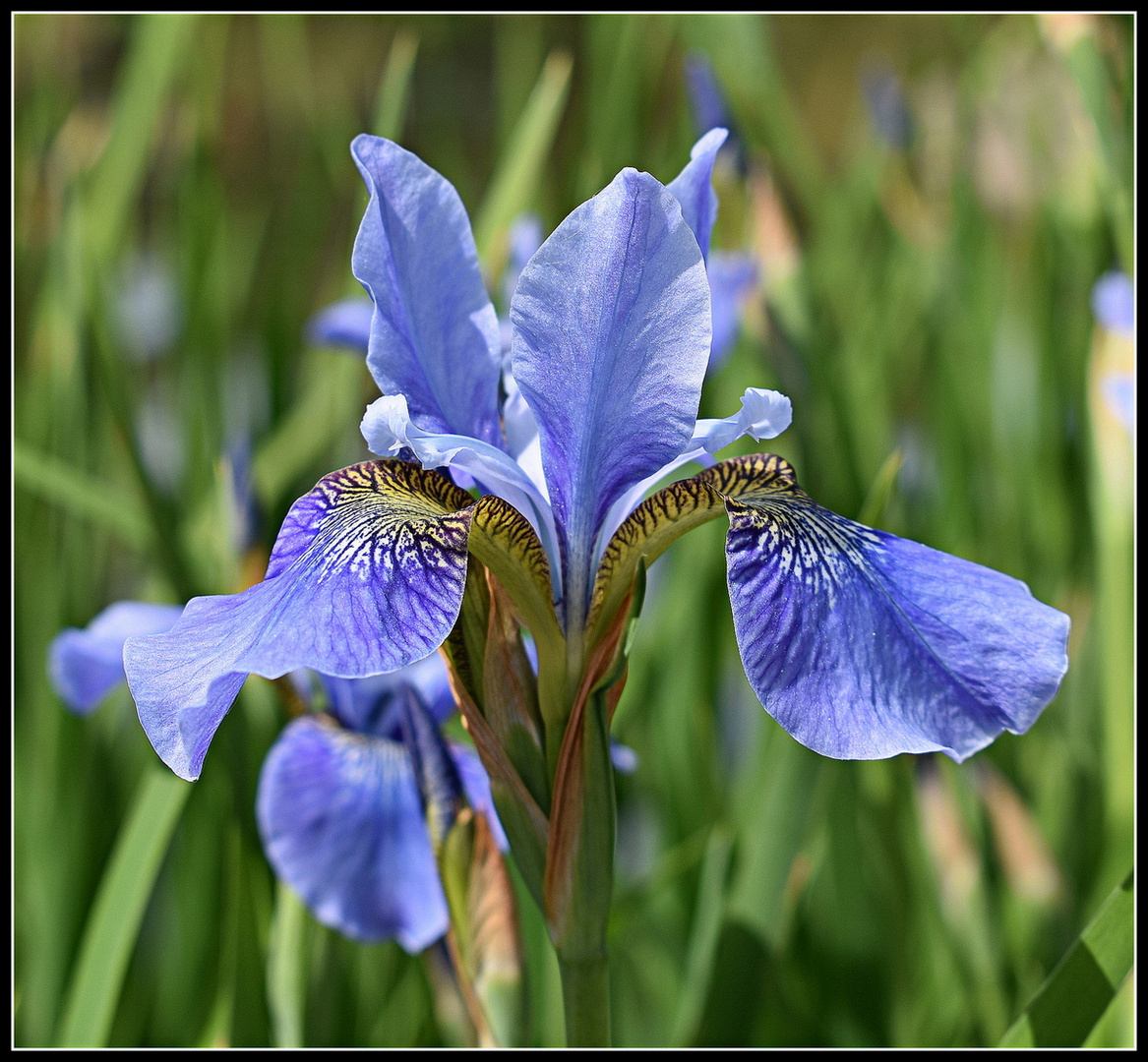 iris