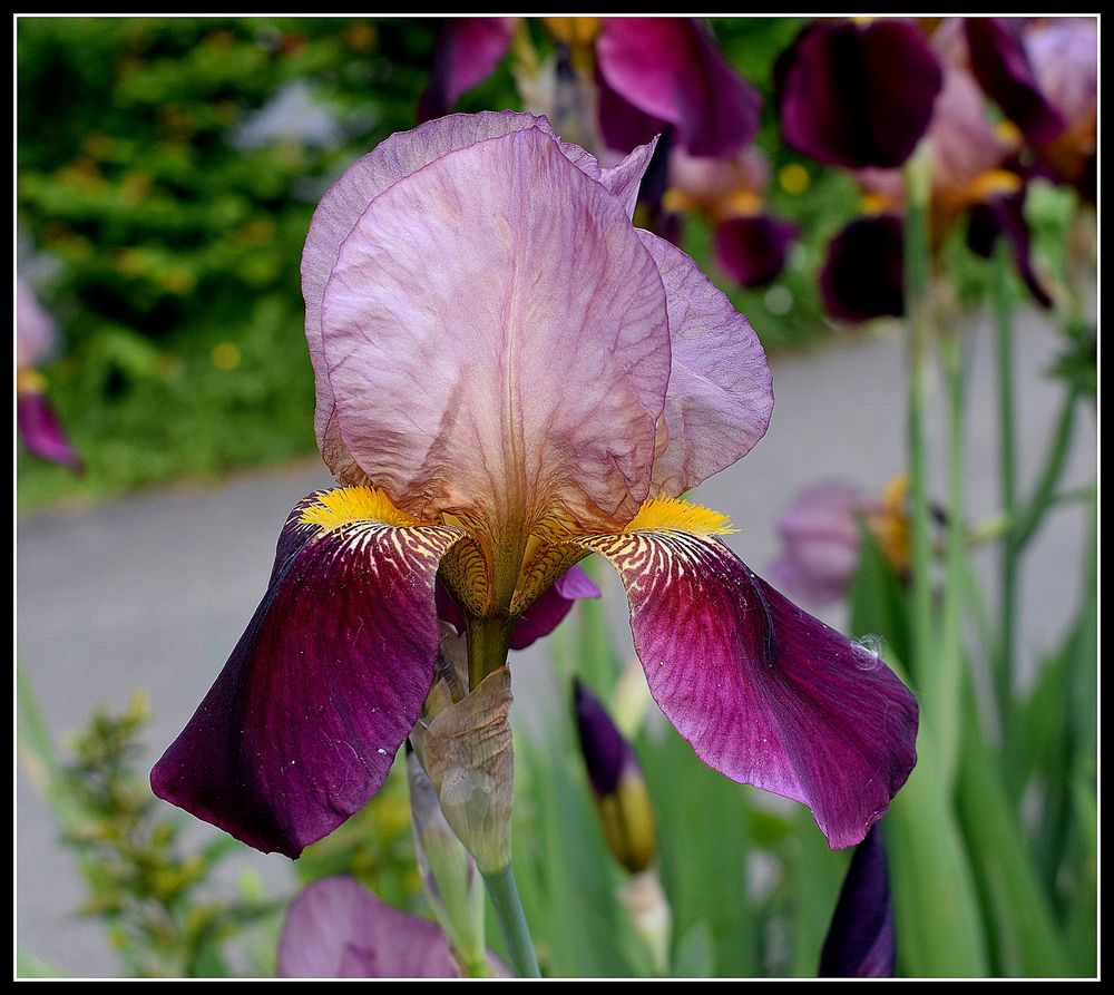 iris