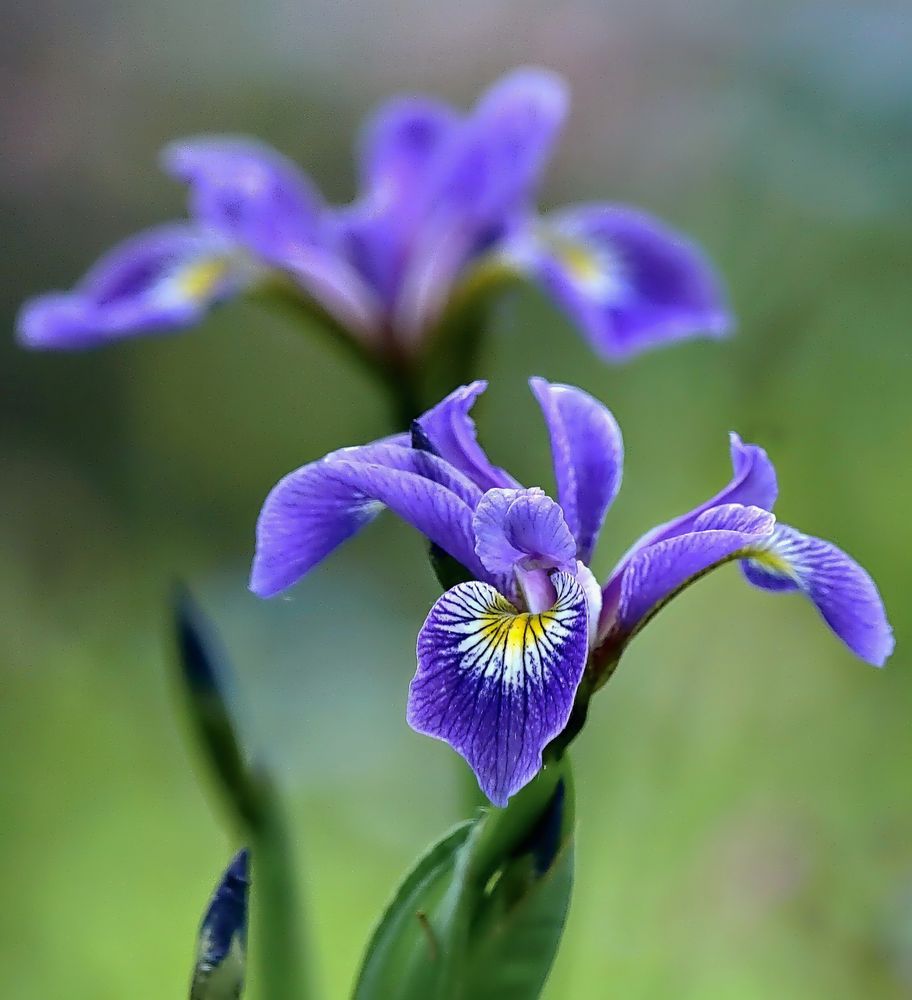 Iris Foto & Bild natur, pflanzen, blüte Bilder auf