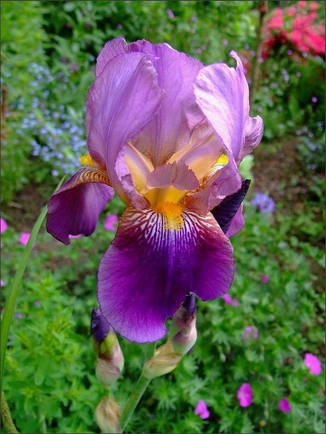 Iris