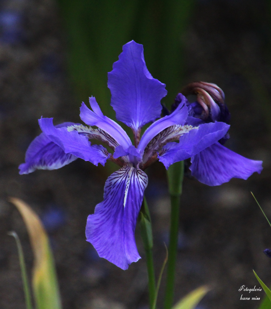 Iris