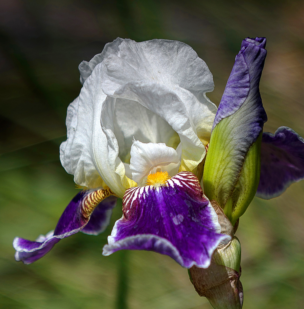 Iris