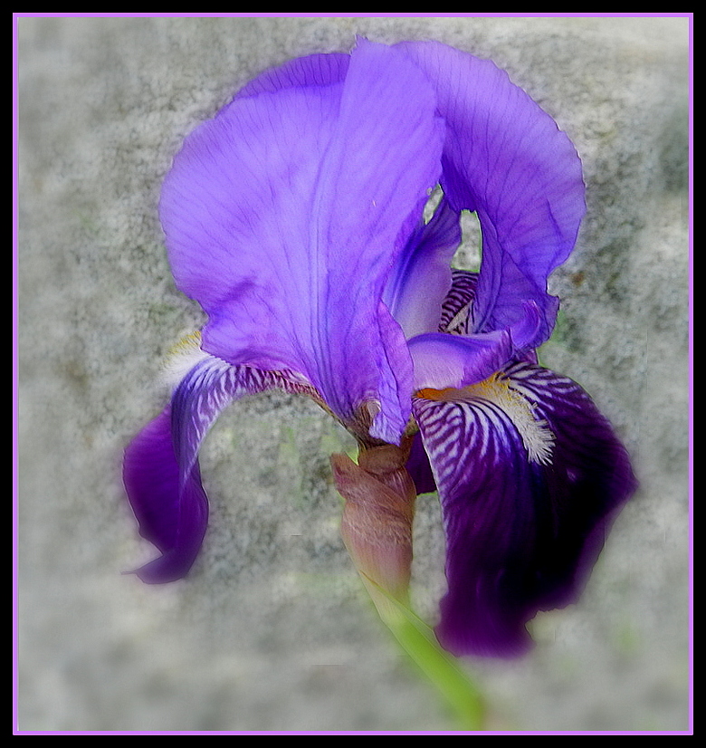 iris