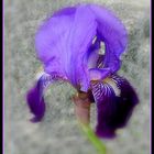 iris