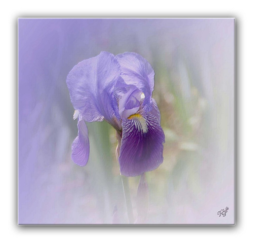 iris