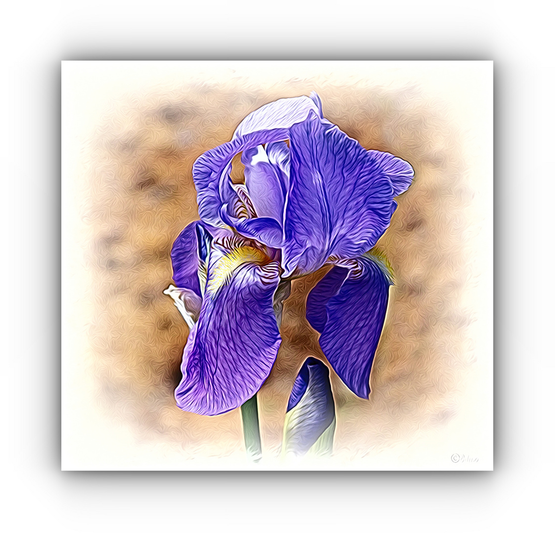 Iris