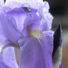 Iris bagnato...