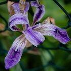 Iris bagnato