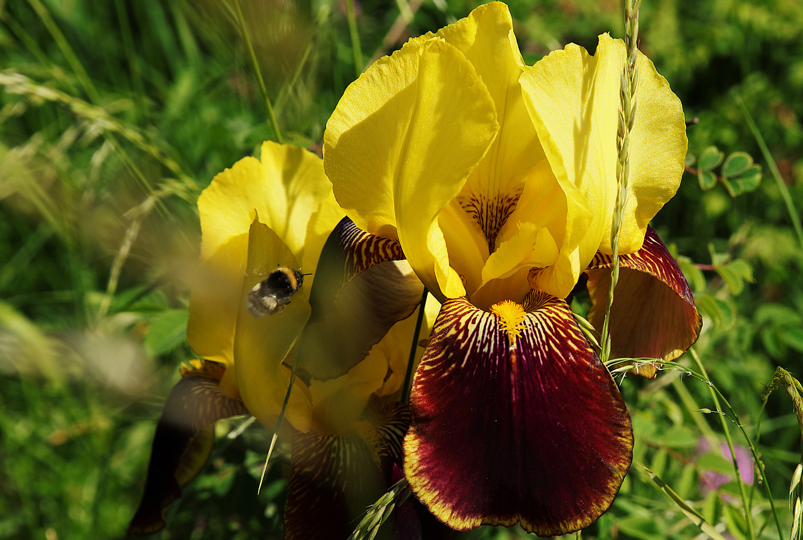 Iris Barata Buffawn