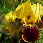 Iris Barata Buffawn