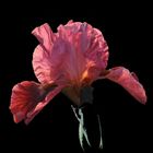 Iris barbata (1)