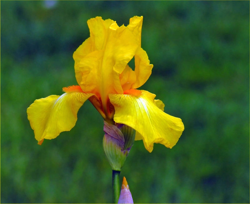 Iris barbata