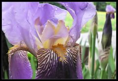 Iris barbata