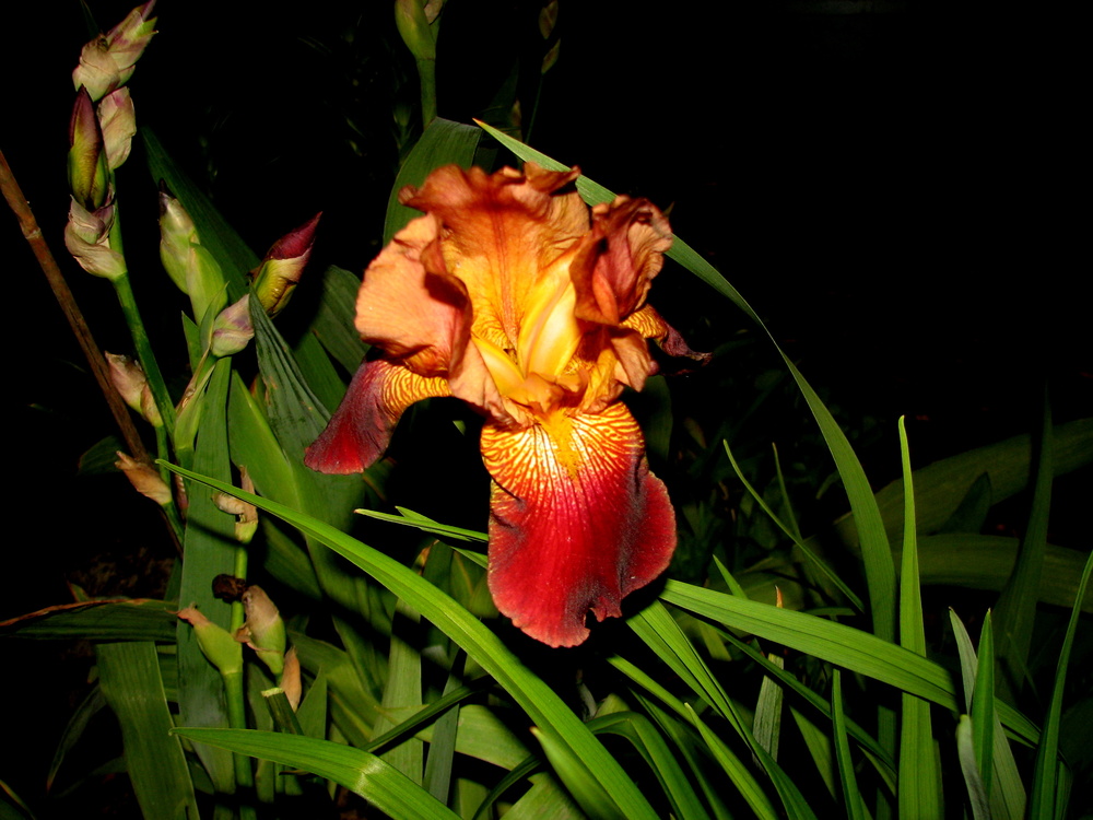 Iris barbata Bartiris rot Foto & Bild pflanzen, pilze & flechten