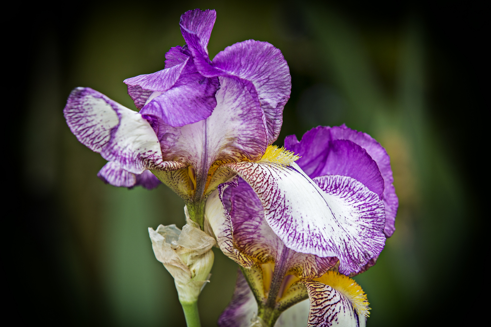 Iris Barbata