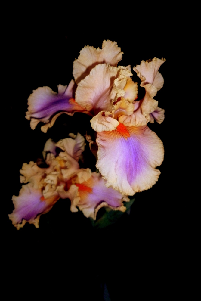 Iris barbata - Colette Thurilliet
