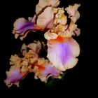 Iris barbata - Colette Thurilliet