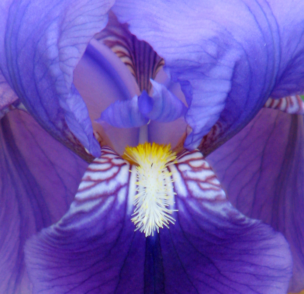 Iris Barbata