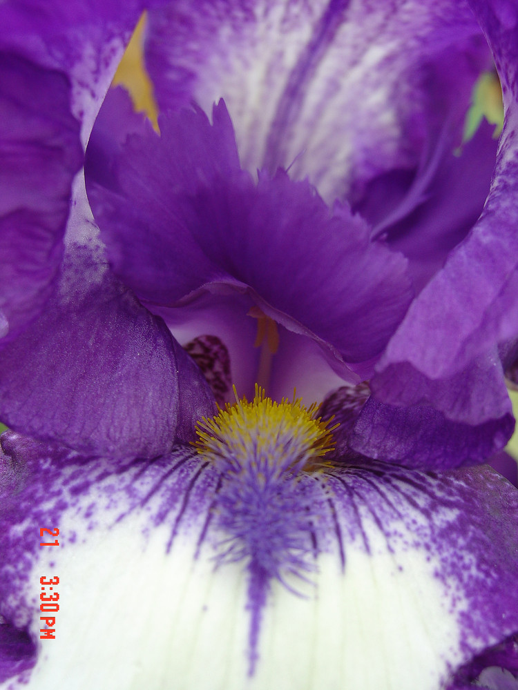 Iris barbata