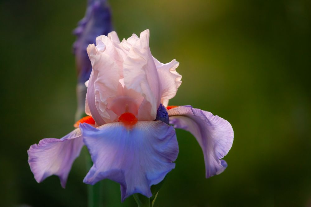 Iris barbata elatior