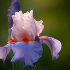 Iris barbata elatior