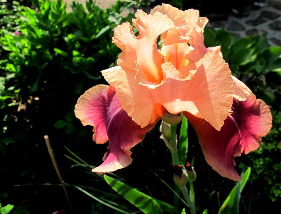 Iris barbata-eliator,,Carnaby,,...