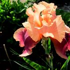 Iris barbata-eliator,,Carnaby,,...