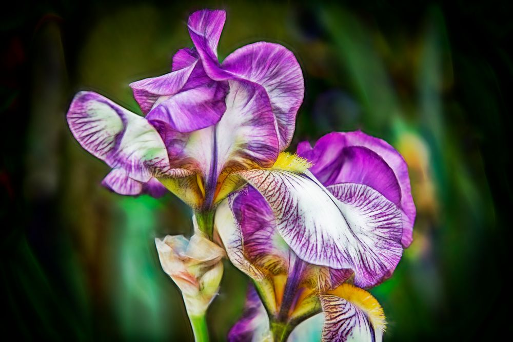 Iris Barbata fractal