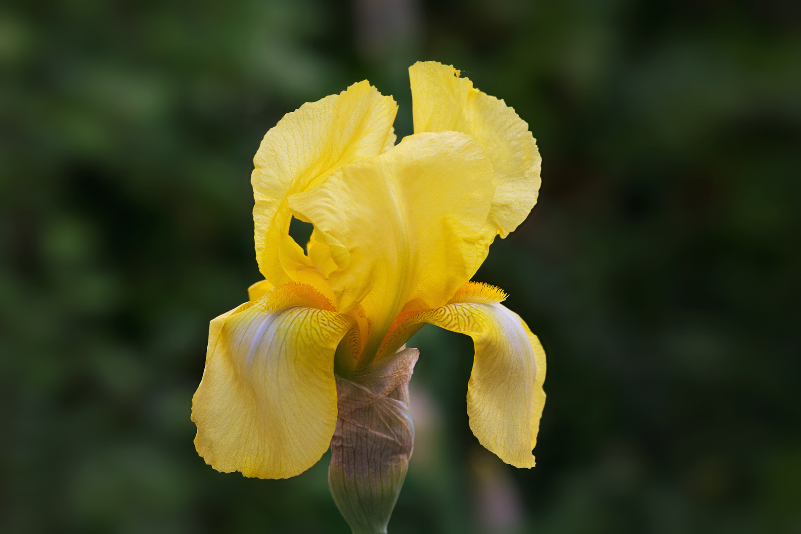 Iris barbata Hybride.....