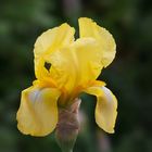 Iris barbata Hybride.....