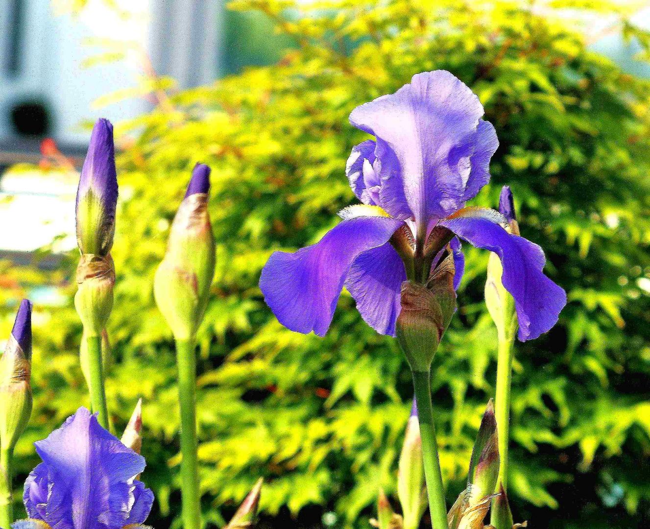 Iris barbata III