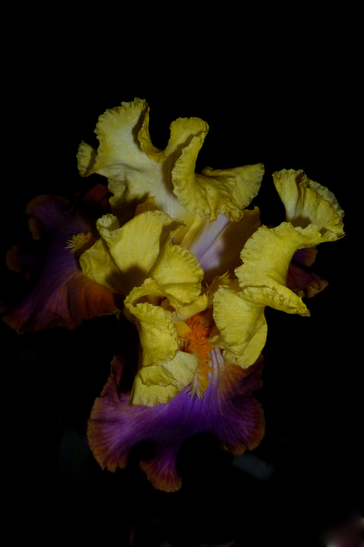 Iris barbata - Intrepide