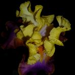 Iris barbata - Intrepide