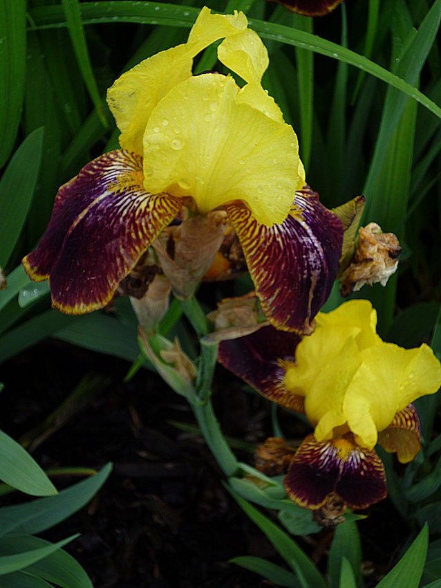 Iris barbata Kupferhammer? Foto & Bild pflanzen, pilze & flechten