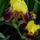 Iris barbata -  Kupferhammer?