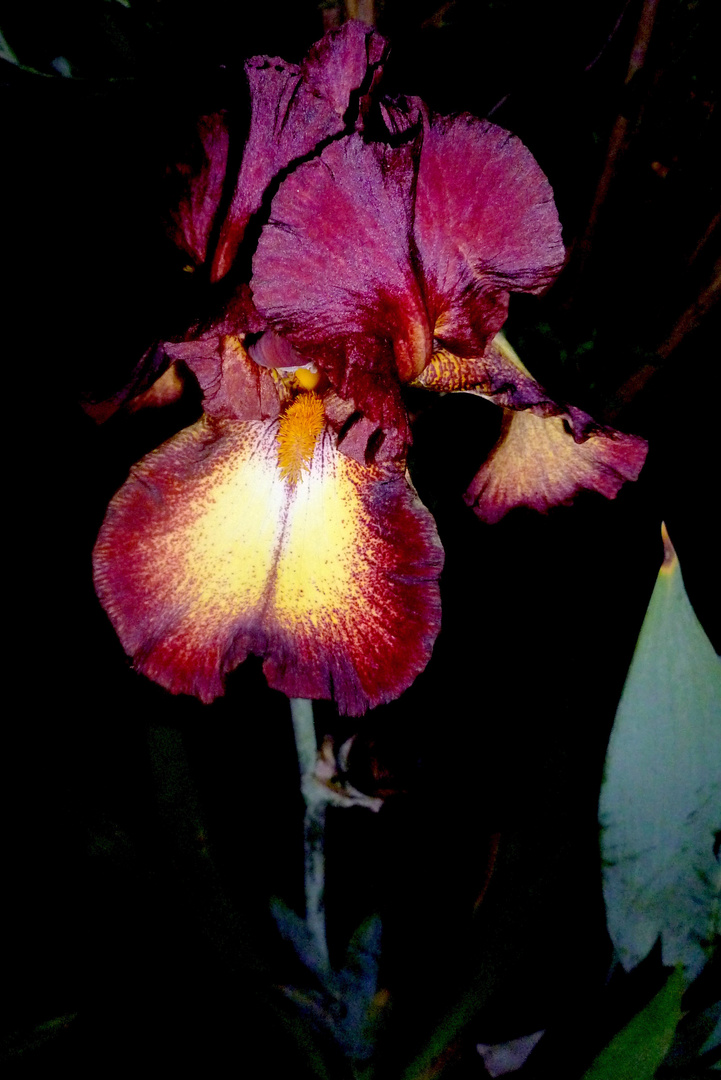 Iris barbata Provençal Foto & Bild pflanzen, pilze & flechten