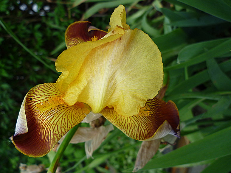 Iris barbata - Schwertlilie gelb rotbraun