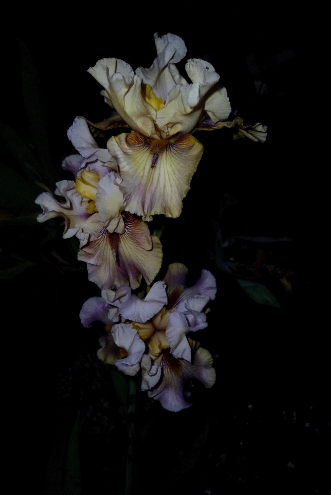 Iris barbata - Thornbird