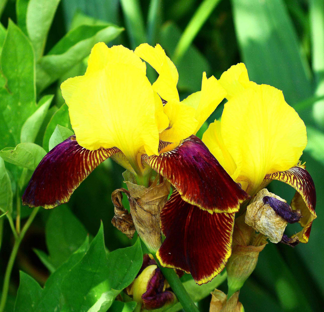 Iris Barbata VI