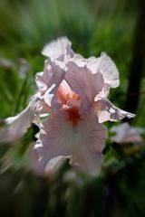 Iris Barbatula Noltie 