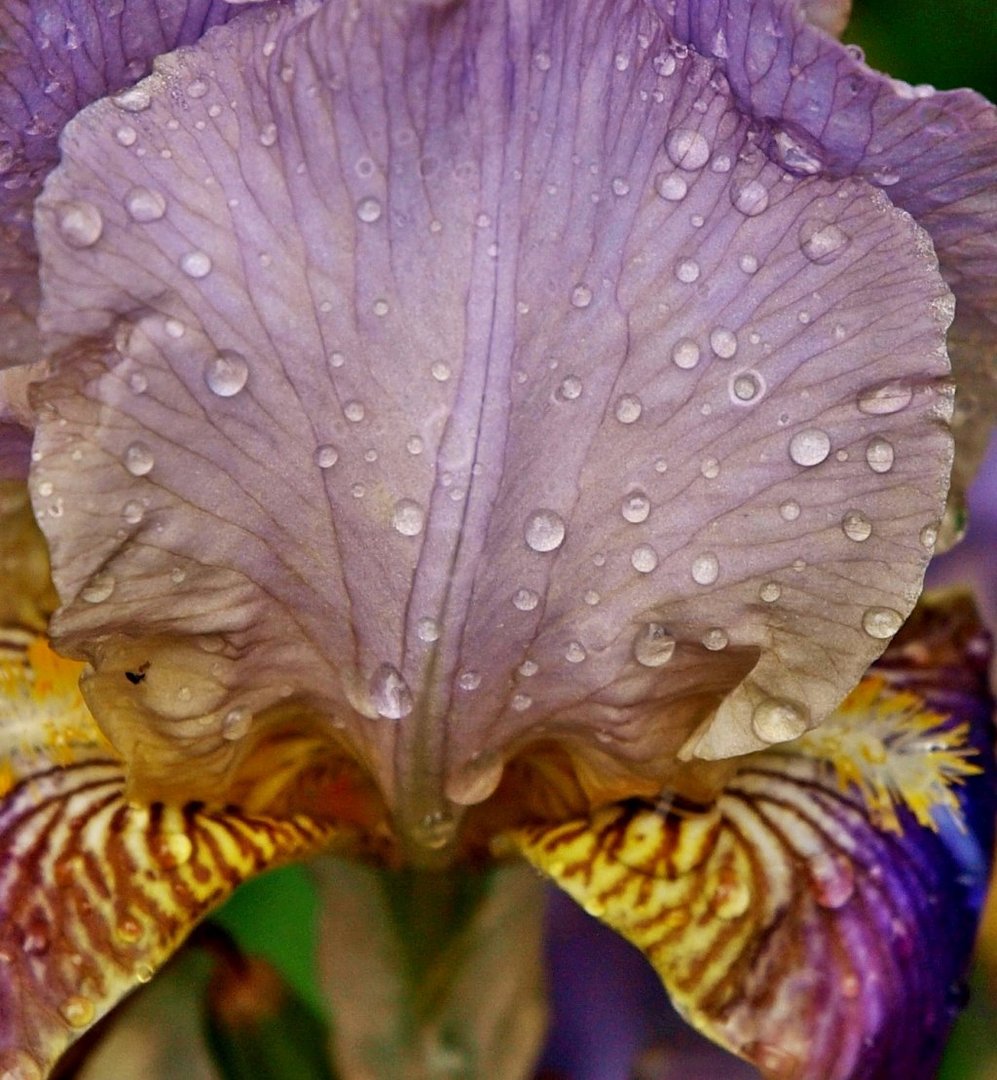 Iris