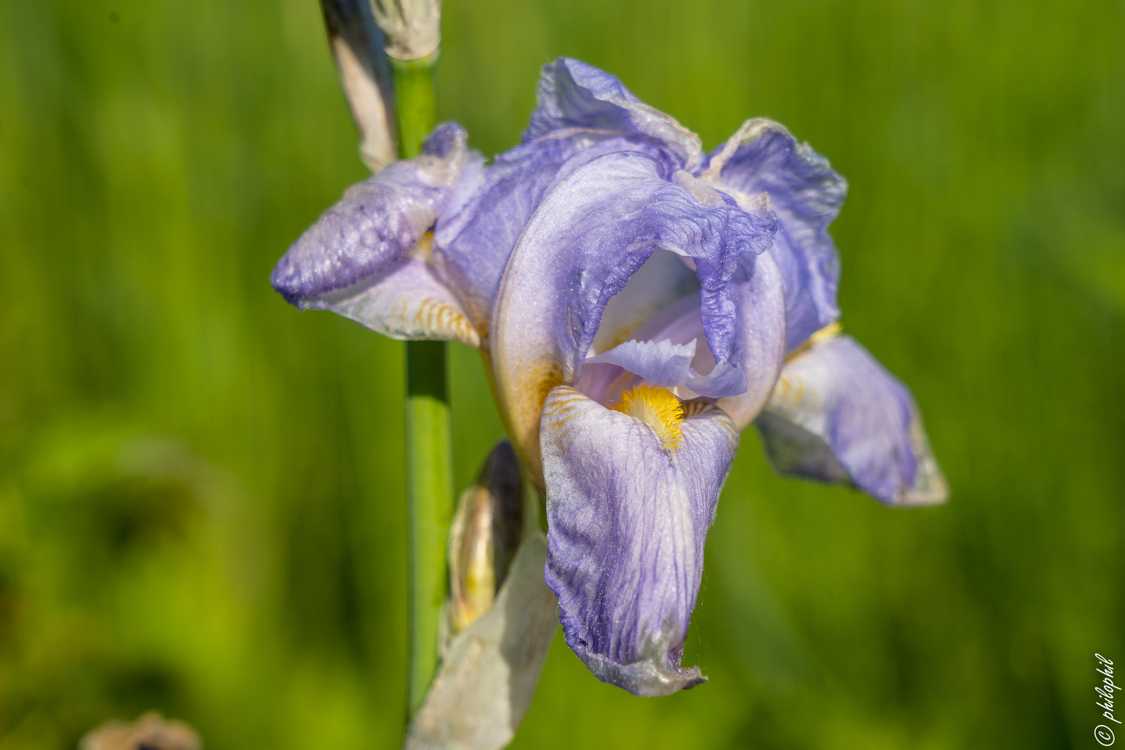 Iris