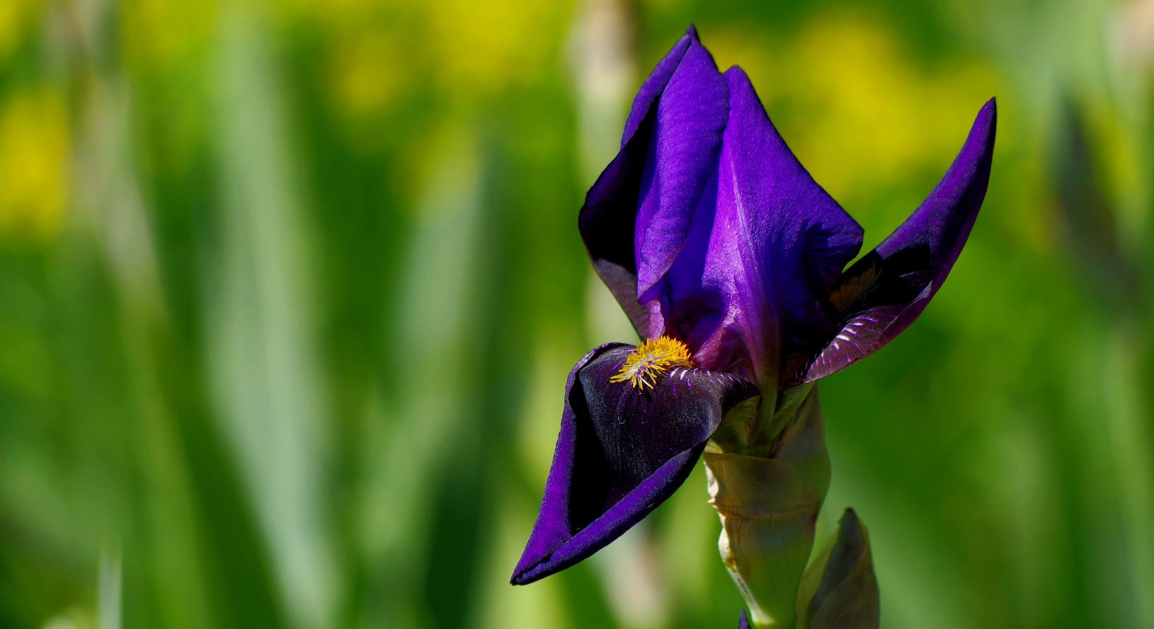 Iris