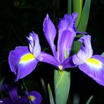 "Iris bei Nacht"