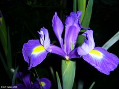 "Iris bei Nacht"