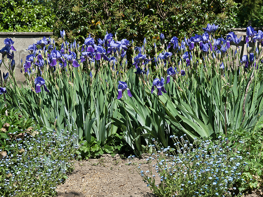 Iris bei uns im Garten