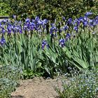 Iris bei uns im Garten