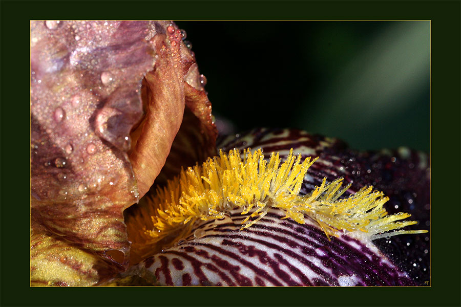 Iris beim Morgentrunk