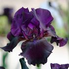 iris berenjena