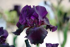 iris berenjena